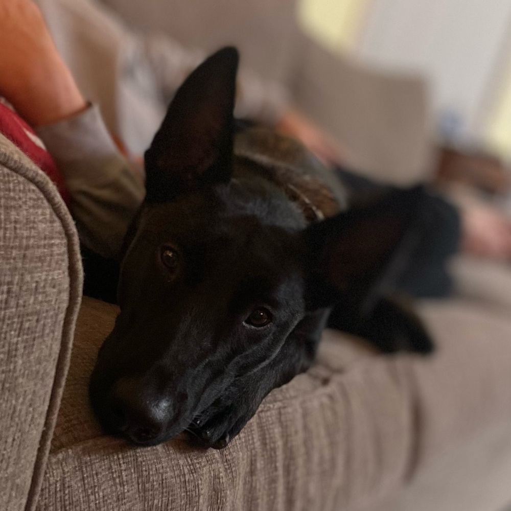 Pet Friendly, Non-Smoking Home